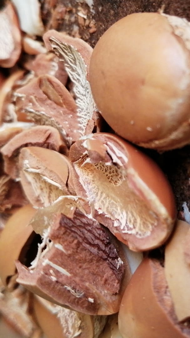 ikCosmetic - argan- ingredients
